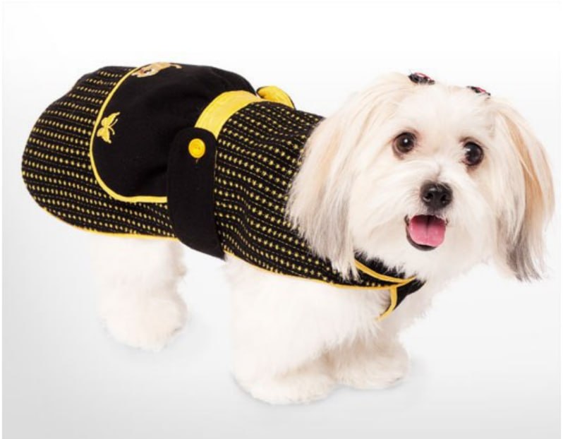 Cão branco usando roupinha preta e amarela