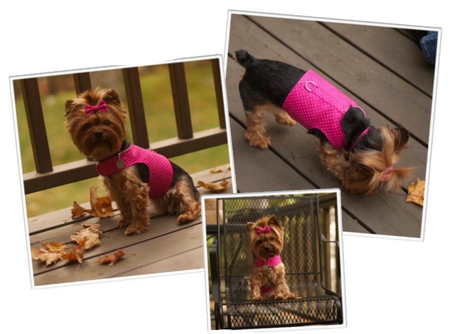 Pet usando roupinha rosa em montagem de peça final